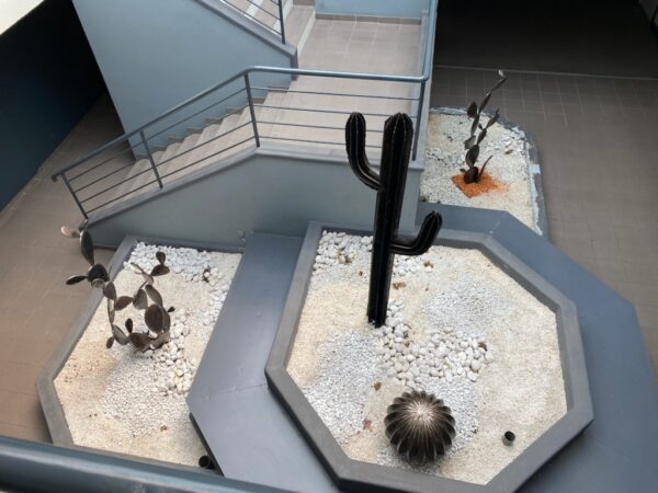 Cactus modèle SAND – Image 3